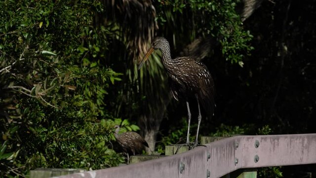 Florida Limpkin water bird on fence making bird call on late afternoon in tropical Florida natural habitat.