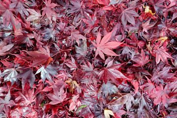 Fächer-Ahorn (Acer palmatum) ,Blätter in roter Herbstfärbung