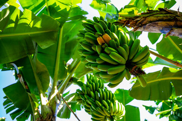 Zielone, dojrzewające banany na drzewie ujęcie z dołu, piękny słoneczny dzień, niebieskie niebo.