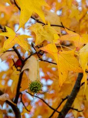 detail of liquidambar (sweetgum tree) seeds and leafs with blurred background - autumnal background