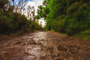 Typowa mokra i błotnista droga dla szlaku Mistérios Negros w głębi wyspy Teicera, Portugalia.  - obrazy, fototapety, plakaty