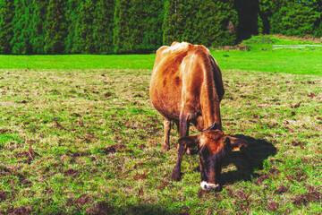 Brązowa krowa pasie się na zielonym pastwisku. - obrazy, fototapety, plakaty
