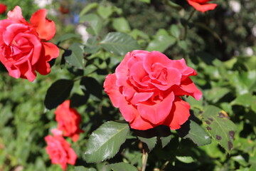 red rose in garden ( Rosa Chinensis )