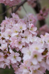 ホソイザクラのかわいい花