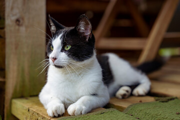 Fototapeta Białoczarny kot, leży i obserwuje coś w oddali, zbliżenie. obraz