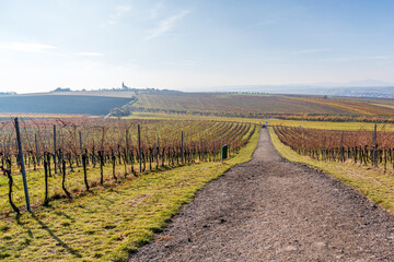 Fototapeta premium The Walk above the Vineyards near Kobylí