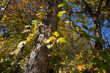 Amazing view with colorful autumn forest with asphalt mountain road at sunset. Beautiful landscape with empty road, trees and sunlight in the evening in autumn. Travel background. Nature