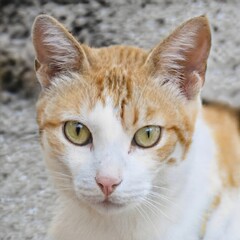 portrait of a nice cat