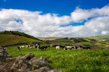 Kraina szczęśliwych krów. Typowy zielony krajobraz z krowami, Azory.

