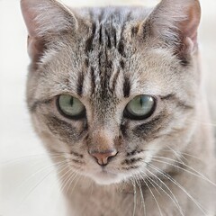 portrait of a nice cat