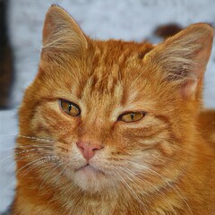 portrait of a nice cat