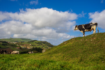 Krowa stoi na zielonym wzniesieniu i obserwuje okolicę. Typowy krajobraz Azorów. 