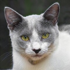 portrait of a nice cat