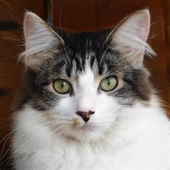 portrait of a nice cat