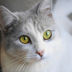 portrait of a nice cat