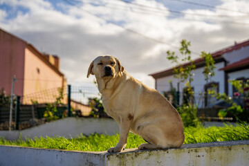 Labrador siedzący na murku, w tle domy mieszkalne.