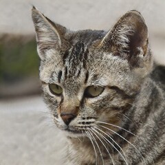 portrait of a nice cat