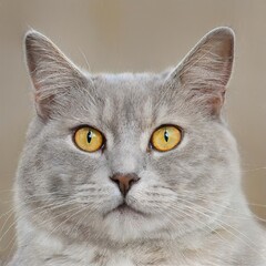 portrait of a nice cat