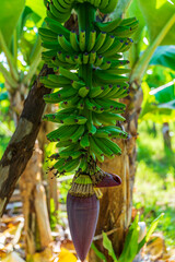 Kwiat bananowca, zielone banany na drzewie, ujęcie pionowe. 