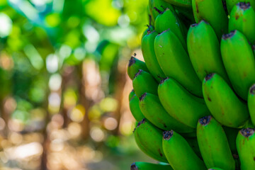 Zielone, dojrzewające banany na drzewie, zbliżenie, piękny słoneczny dzień, plantacja bananów na Azorach.