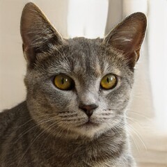 portrait of a nice cat