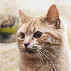 portrait of a nice cat