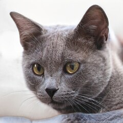 portrait of a nice cat