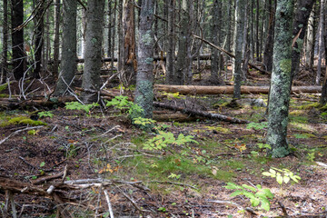 Trip to Acadia National Park 2021