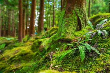 Piękny mistyczny las w Lagoa da Falca, Terceira, Azory © Aneta