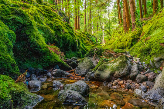 Strumień w parku piknikowym Lagoa da Falca (Patas), wyspa Terceira, Azory