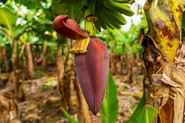 Kwiat bananowca, zielone banany na drzewie, ujęcie poziome. 