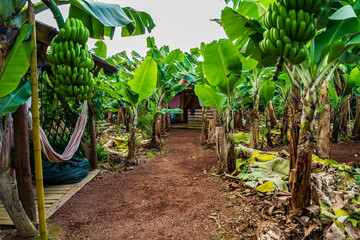 Plantacja bananów na wyspie Terceira,  Azory.
