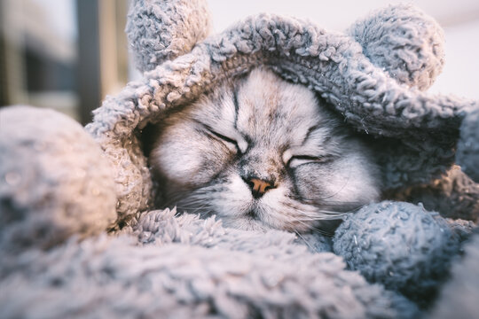 Cute beautiful grey cat sleeping or napping in cozy soft blanket. Cat warming under a plaid in cold weather