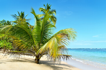 Wild tropical beach with coconut trees and other vegetation, white sand beach, Caribbean Sea, Panama