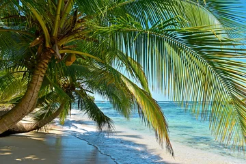 Poster Wild tropical beach with coconut trees and other vegetation, white sand beach, Caribbean Sea, Panama © Klara Bakalarova