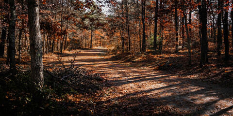 Obraz premium Autumn pine tree forest and curved footpath with long shadows of morning sunlight.
