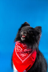 Stylish black dog in blue background. Funny pet portrait. Fashion dog. Home animal looking at the camera with mouth open