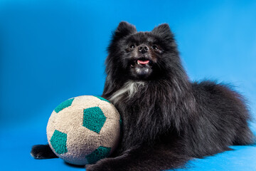 Stylish black dog in blue background. Funny pet portrait. Fashion dog. Home animal looking at the camera with mouth open