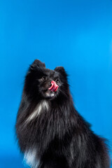 Stylish black dog in blue background. Funny pet portrait. Fashion dog. Home animal looking at the camera with mouth open