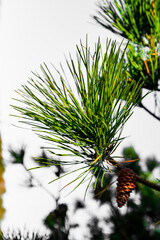 Green pine tree needle leaves and a brown pine cone on the blurred white sky background.