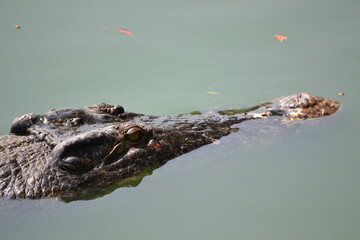 crocodile in a pond, in a park of Thailand