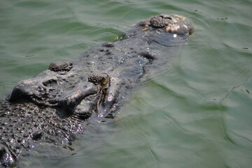 crocodile in a pond, in a park of Thailand