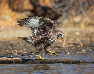 Immature Red tailed hawk in dark morph plumage walking along log at pond shoreline 