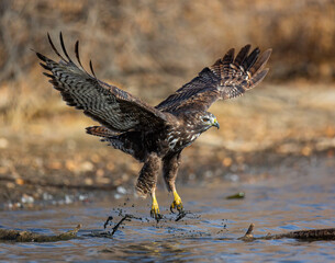 Immature Red tailed hawk in dark morph plumage flushing from log it was standing on pond shoreline 