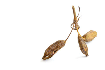 Ripe iris seeds. Scattered on the surface of the table. Space for text. Concept: garden and vegetable garden products, advertising, biology, website design and social networks. 