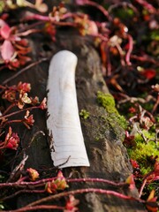 Langmuschelschale liegt auf Baumstamm