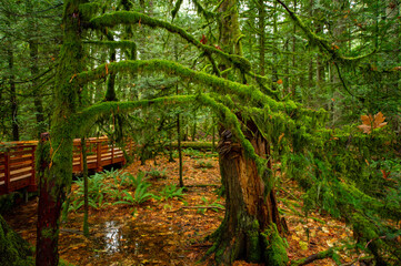 Rainforest in MacMillan Provincial Park in Vancouver Island , British Columbia, Canada. The park, also known as Cathedral Grove, is home to a famous, 157 hectare stand of ancient Douglas-fir.