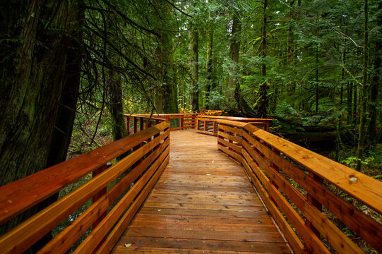 Pathway Trail in MacMillan Provincial Park in Vancouver Island , British Columbia, Canada. The park, also known as Cathedral Grove, is home to a famous, 157 hectare stand of ancient Douglas-fir.