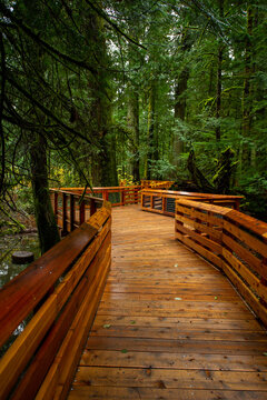 Pathway Trail in MacMillan Provincial Park in Vancouver Island , British Columbia, Canada. The park, also known as Cathedral Grove, is home to a famous, 157 hectare stand of ancient Douglas-fir.