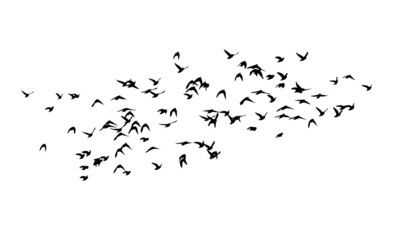 a flock of birds flying off. black and white vector illustration